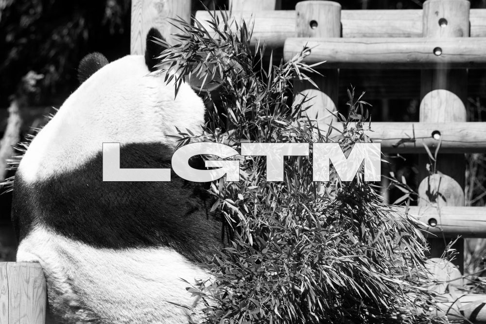 LGTM Image