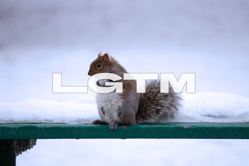 LGTM Image