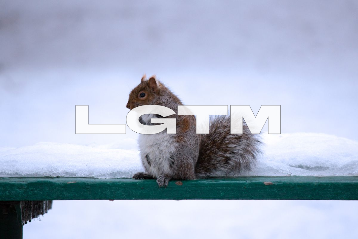 LGTM Image