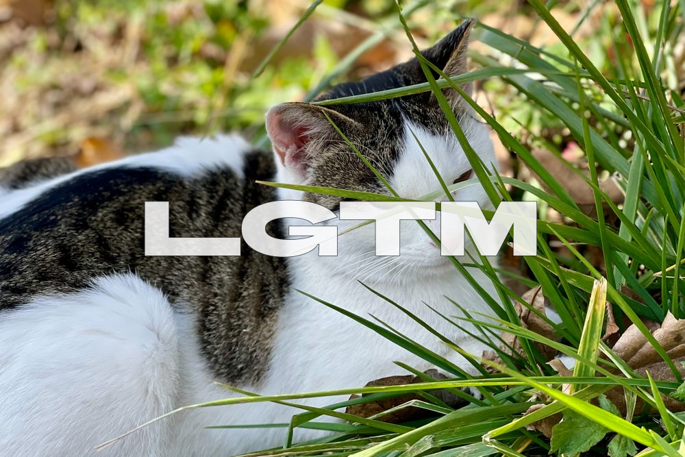 LGTM Image