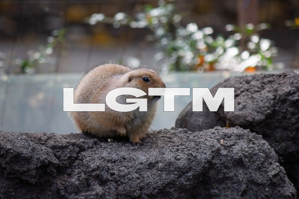 LGTM Image