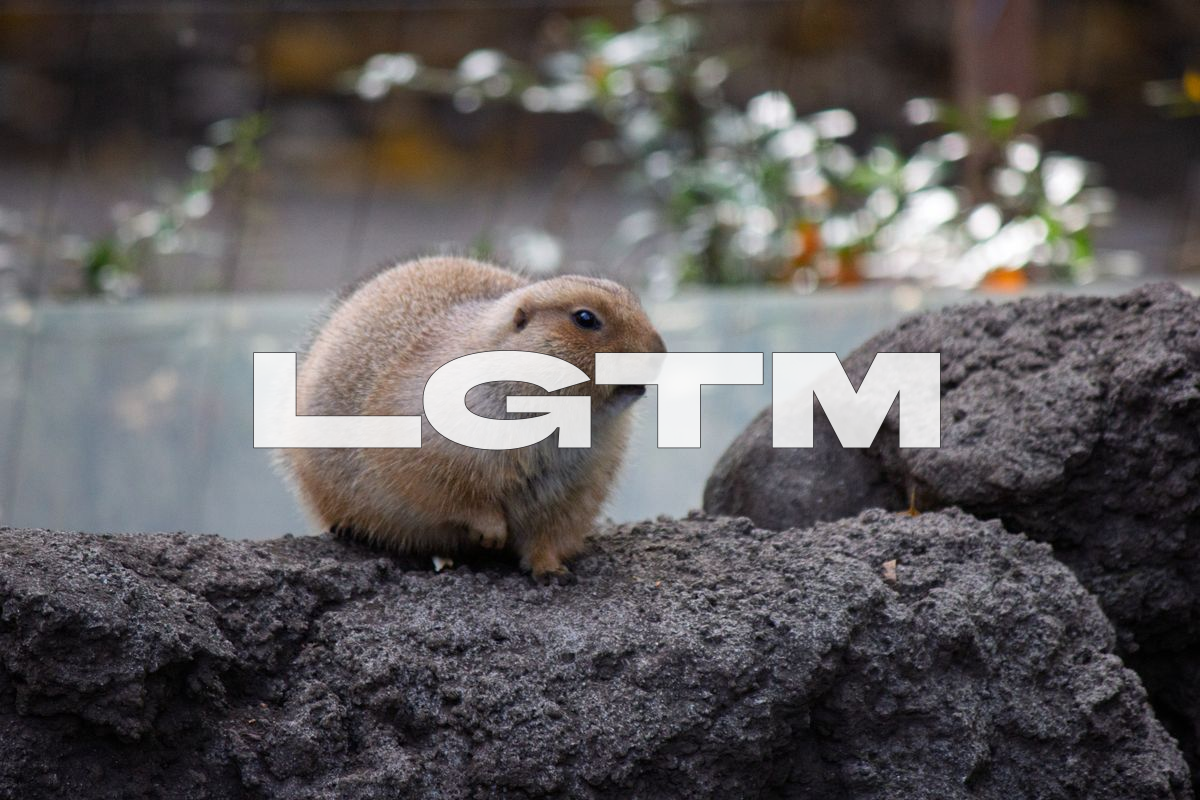 LGTM Image
