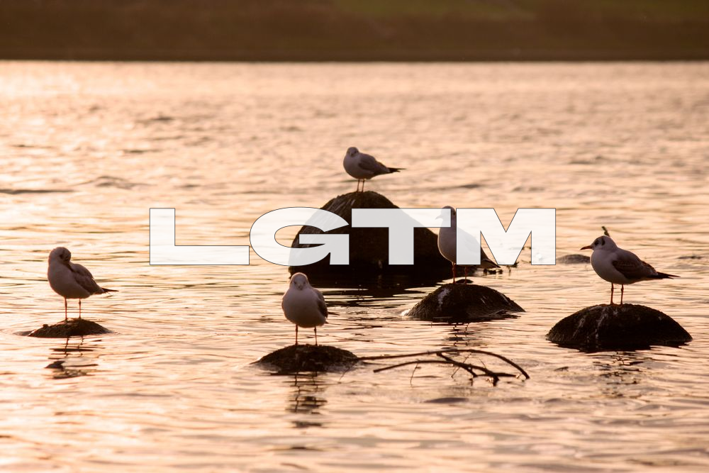 LGTM Image
