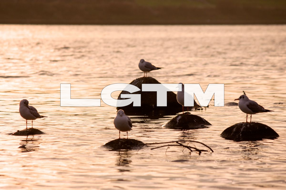 LGTM Image